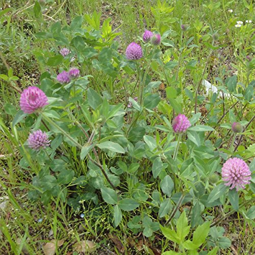 Amazon | アカクローバー：赤クローバー（アカツメクサ）500g